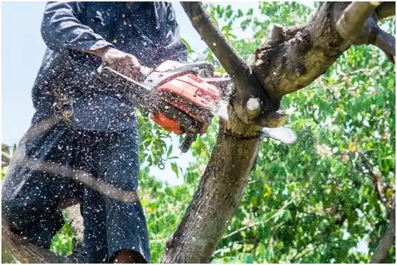 tree services Machias